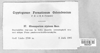 Image of Gloeosporium alpinum